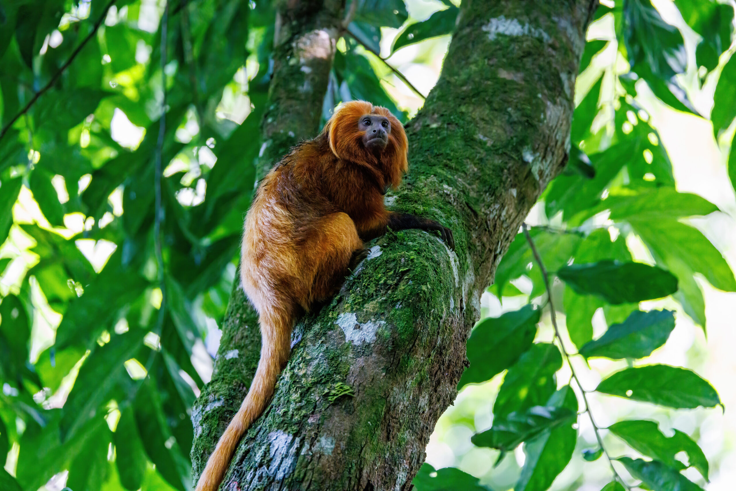 brazil rainforest 066