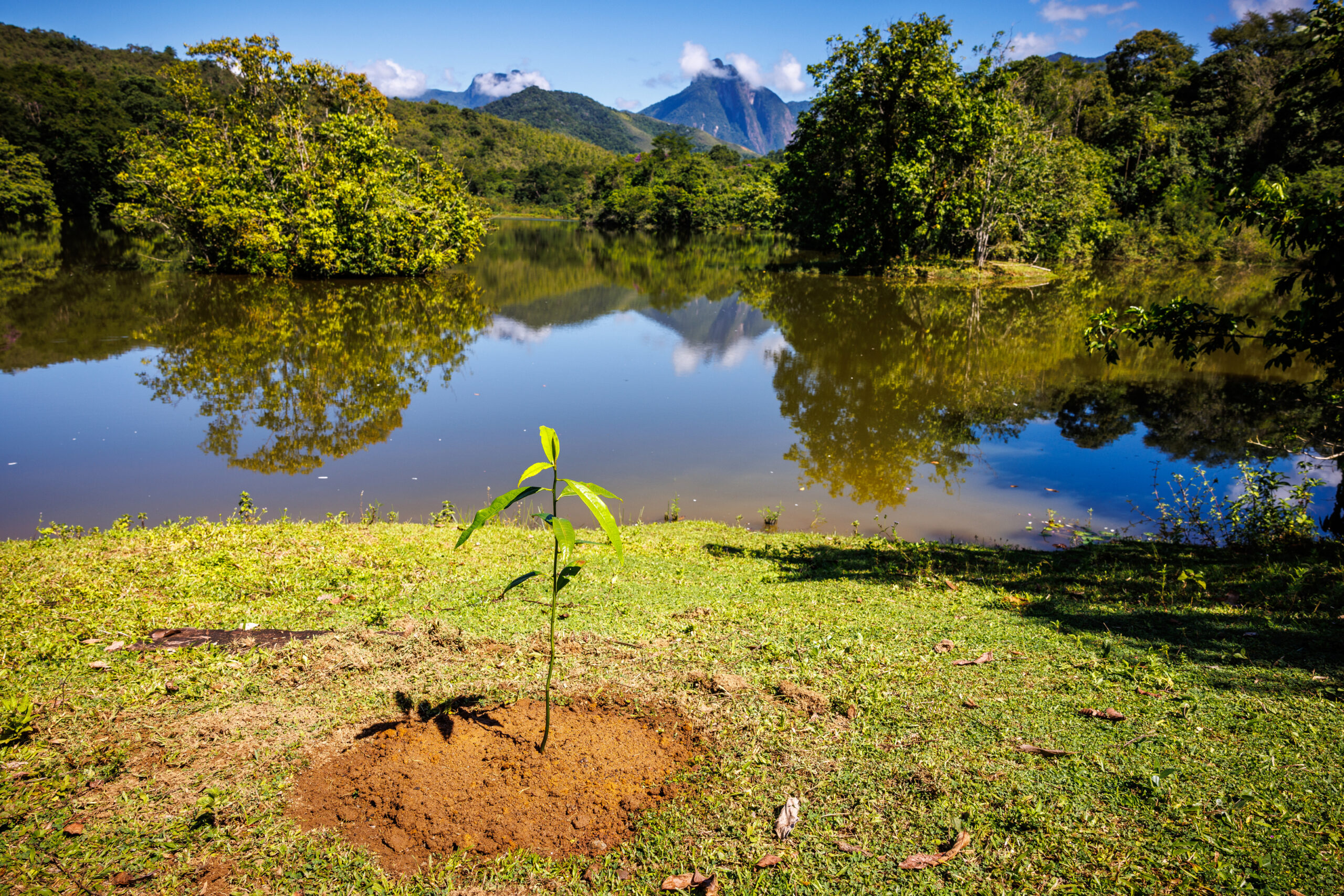 brazil rainforest 248